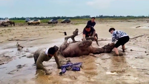 Video: Chú ngựa mắc kẹt ở bùn lầy, nhóm du khách dùng ô tô giải cứu