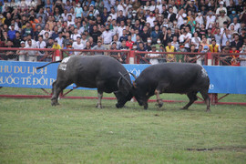 Ảnh: Thót tim những pha đấu đầu, cáng hầu của các 'ông trâu' Đồ Sơn