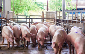 Lo thiếu thịt heo dịp Tết Quý Mão 2023? 