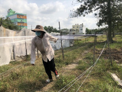 Xóm 'chạy dây' kiếm tiền