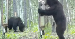 Gấu giật bắn người, hoảng loạn khi thấy mình trong gương