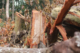 Khởi tố vụ phá rừng đặc dụng ở Gia Lai