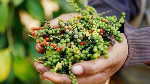 Giá tiêu hôm nay 8/9: Tiếp tục đi ngang, thị trường chưa khởi sắc