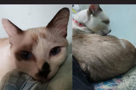 Bạn trẻ hoảng hốt khi mèo cưng bị bắt cóc, đòi tiền chuộc hơn 30 triệu