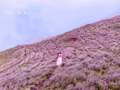 Cánh đồng hoa chi pâu tím lịm ngọt ngào như miền cổ tích ở ‘nóc nhà Yên Bái’