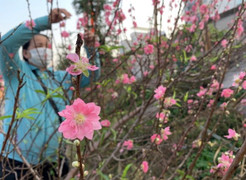 Thêm đề xuất nghỉ Tết Nguyên đán Quý Mão từ ngày 28 Âm lịch