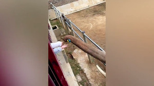 Video: Kinh ngạc cảnh chú voi nhặt chiếc giày trả lại cô bé