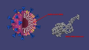 Thuốc chống ung thư cũng có thể hoạt động như liệu pháp kháng virus COVID-19