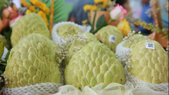 Video: Ngắm na hoàng hậu nặng hơn 1 kg tại Lạng Sơn