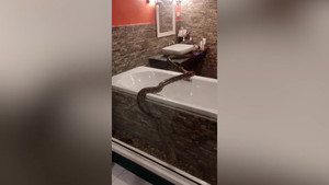 Video: Trăn bò vào bồn tắm khiến chủ nhà hốt hoảng