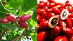 Quả thần kỳ - trái cây lạ khiến mọi thức ăn đều có vị ngọt, cần lưu ý khi ăn