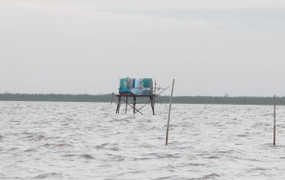 Hải Phòng: Phê bình 2 chủ tịch huyện chậm xử phạt các hộ nuôi ngao không phép