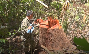 Video: Hàng trăm cây gỗ lớn ở Kon Tum bị đốn hạ, trơ gốc