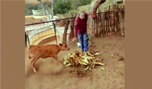 Sướng điên vì được ăn, chú bò 'trói' luôn cả chủ vào gốc gây