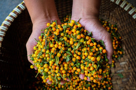 Ảnh: Mục sở thị khu vườn trồng loại ớt đắt nhất thế giới ở Hà Tĩnh