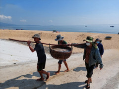 Ngư dân vùng bãi ngang Quảng Bình trúng đậm luồng cá cơm lớn 