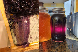 Phát hiện mật ong có màu tím kỳ lạ được tìm thấy trong tự nhiên đầy bí ẩn