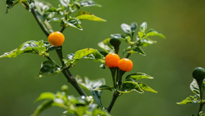 Video: Vườn ớt đắt nhất thế giới 1 triệu đồng/kg ở Hà Tĩnh