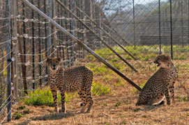 Ấn Độ đón 8 con báo gêpa vào ngày sinh nhật Thủ tướng Narendra Modi