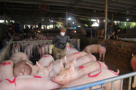 Giá heo hơi hôm nay 15/9: Tiếp tục giảm 1.000 - 4.000 đồng/kg