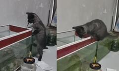 Mèo ranh mãnh biết dùng vợt để bắt cá trong bể