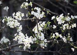 Hoa lê, hoa đào trái vụ sốt xình xịch, khách không ngại chi tiền triệu mua chơi 