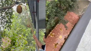 Trai đoảng hái mít, quả mít vỡ tan tành