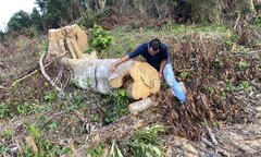 Phú Yên: Rừng Sơn Hội vẫn ‘chảy máu’ từng ngày