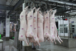 Giá heo hơi hôm nay 17/9: Đồng loạt đi xuống, giảm mạnh nhất 5.000 đồng/kg