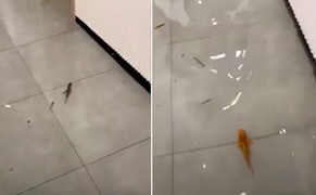 Video: Cá tung tăng bơi lội trong nhà dân sau trận mưa bão ở Trung Quốc