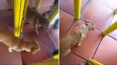 Chó 'bươu đầu', choáng váng khi đi vào 'ma trận gương'