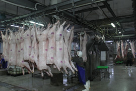 Giá heo hơi hôm nay 18/9: Tiếp tục giảm ở nhiều địa phương 