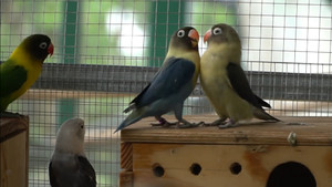 Video: Thú chơi nuôi vẹt 'hái ra tiền' của chàng trai Hải Phòng