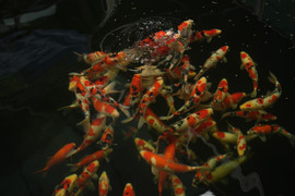 Ishi Koi Farm - hỗ trợ người chơi cá Koi nguồn giống thuần chủng Nhật Bản