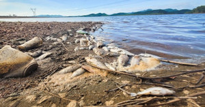 Bất ngờ nguyên nhân khiến cá tự nhiên chết hàng loạt tại hồ Bộc Nguyên