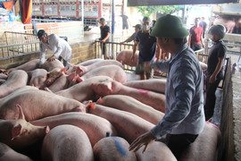 Giá heo hơi hôm nay 21/9: Ổn định trên cả nước