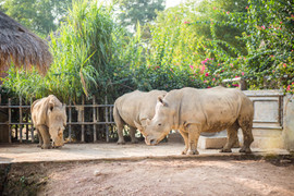 6 con tê giác chết bất thường ở Nghệ An