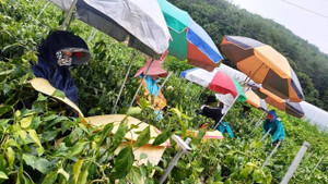 Xuất ngoại làm nông dân