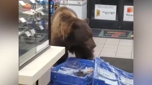Video: Gấu đói 'đột nhập' cửa hàng tiện lợi tìm đồ ăn