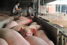Giá heo hơi hôm nay 23/9: Tiếp tục giảm 1.000 - 5.000 đồng/kg