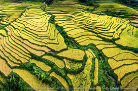 Tọa độ ngắm ruộng bậc thang đẹp rực rỡ và đầy thanh bình ở Tuyên Quang