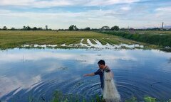 Mùa giăng lưới cá đồng