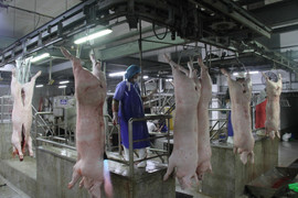 Giá heo hơi hôm nay 25/9: Tiếp tục giảm 1.000 đồng/kg tại nhiều nơi