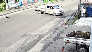 Video: Tránh chú chó qua đường, xe tải lao lên vỉa hè tông loạn xạ