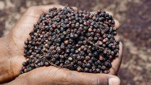 Giá tiêu hôm nay 26/9: Giá tiêu trong nước đi ngang