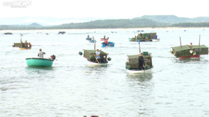 Phú Yên ban hành lệnh cấm biển, ngư dân nuôi tôm hùm khẩn trương 'chạy' bão