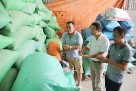 Người nặng lòng vì cây lúa