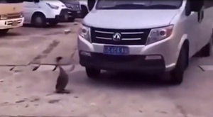 Chú ngỗng ăn vạ trước đầu ô tô 