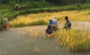 Video: Nước lũ dâng cao, nông dân ở Kon Tum bất chấp nguy hiểm lội ruộng gặt lúa