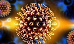 Ai dễ nhiễm virus Adeno?